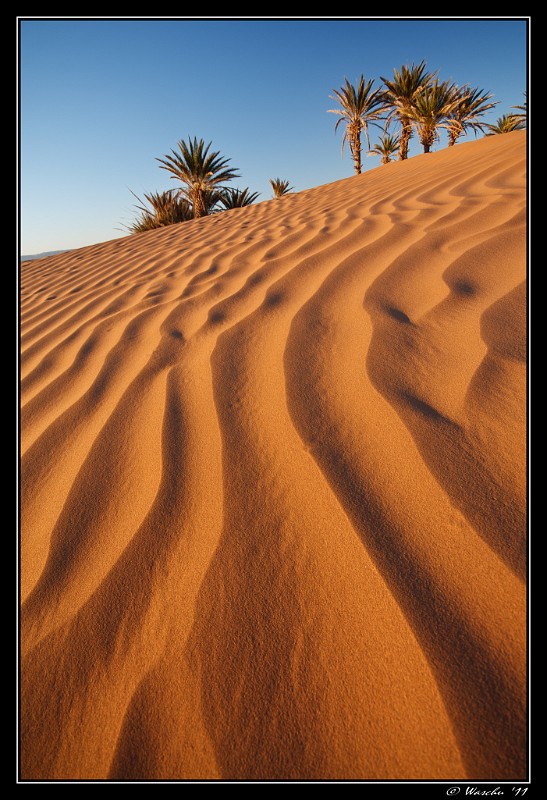 Sahara2.jpg