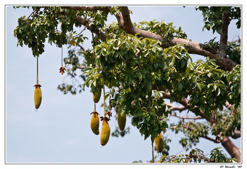 Baobab.jpg