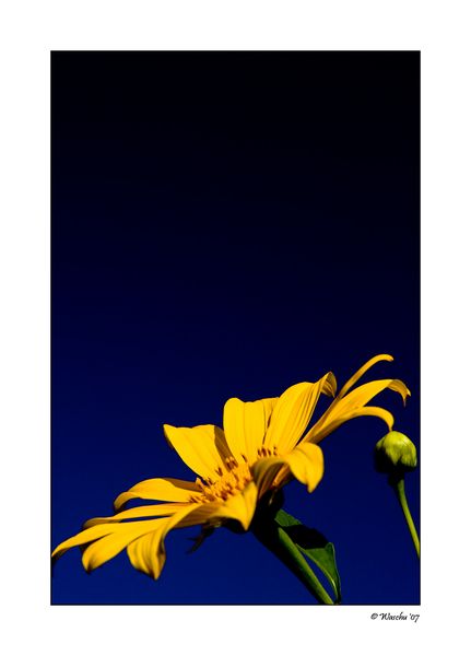 Sunflower.jpg